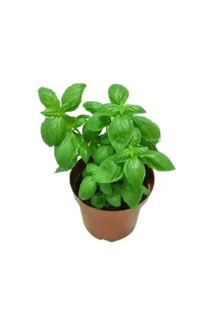Sweet Basil - Ocimum Basilicum - Image 2