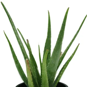 Aloe Vera - Image 2