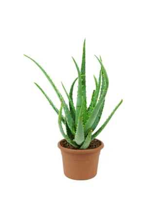 Aloe Vera - Image 3