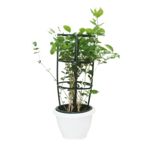 Arabian Jasmine - Image 5