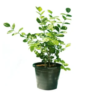 Arabian Jasmine - Image 6