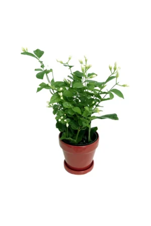 Arabian Jasmine - Image 2