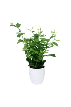 Arabian Jasmine - Image 3