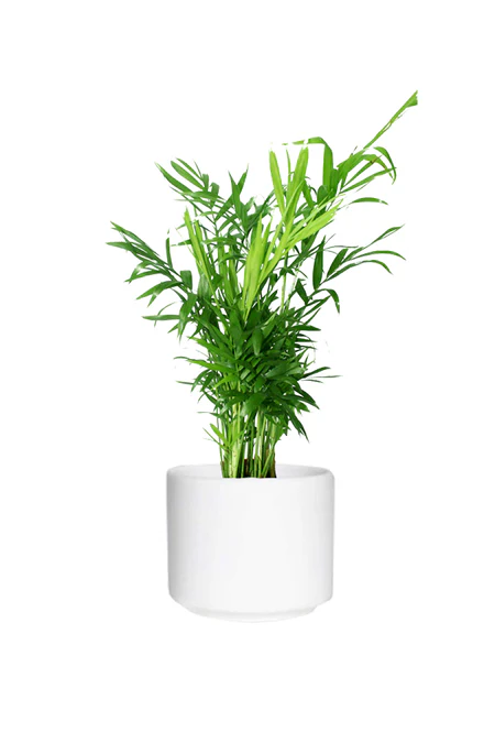 Parlor Palm - Chamaedorea Elegans