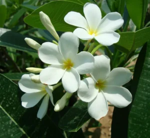 Plumeria Obtusa-Frangipani - Image 3