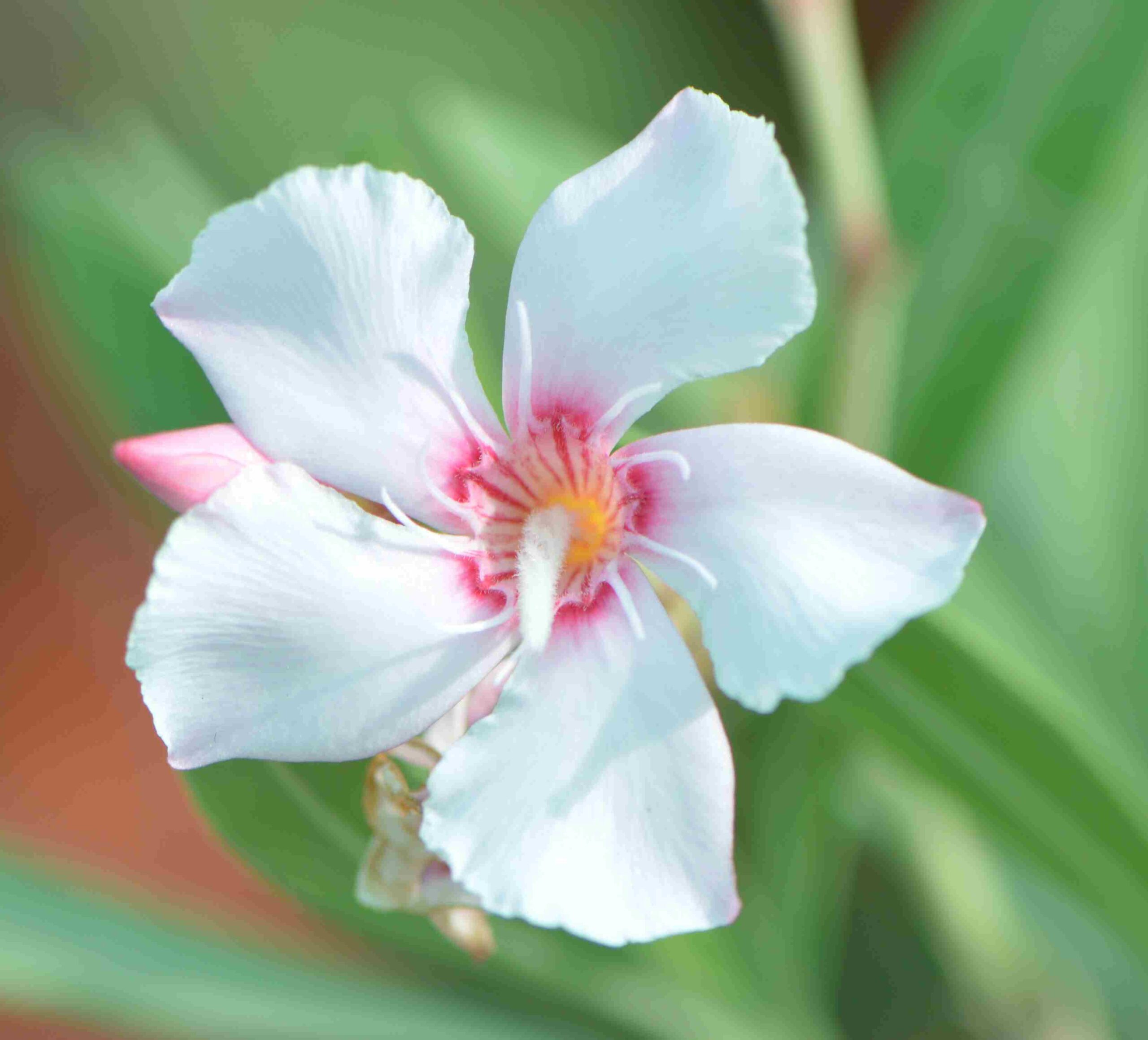 Nerium Oleander