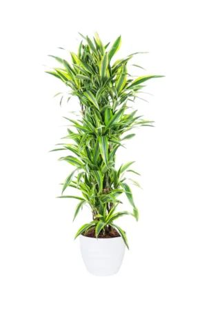 Dracaena-lemon-lime - Image 3