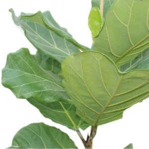 Fiddle Leaf Fig Single Stemp - Ficus Lyrata - Image 4