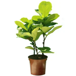 Fiddle Leaf Fig Single Stemp - Ficus Lyrata - Image 5