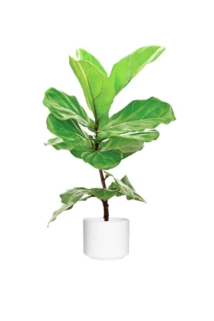 Fiddle Leaf Fig Single Stemp - Ficus Lyrata - Image 2