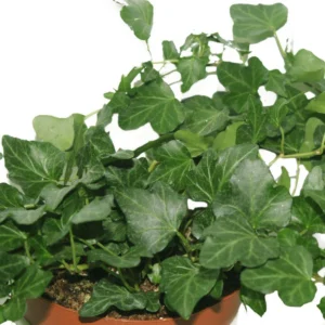 English Ivy - Image 2