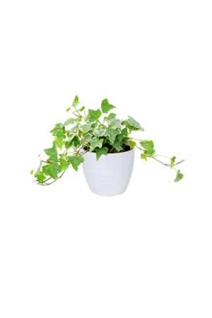 English Ivy - Image 5