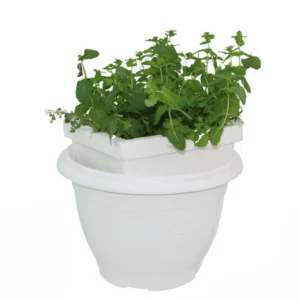 Mint - Image 4