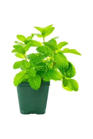 Mint - Image 2