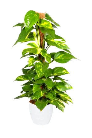 Money Plant - Epipremnum Aureum - Image 2