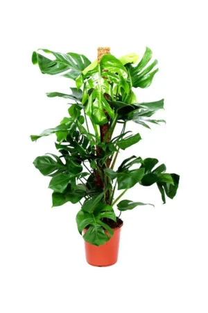 Monstera Pertusum - Swiss Cheese - Image 2