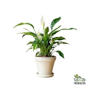 Peace Lily - Spathiphyllum