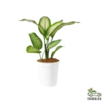 Tropic Snow - Dieffenbachia Seguine