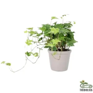 English Ivy