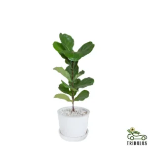 Fiddle Leaf Fig Single Stemp - Ficus Lyrata