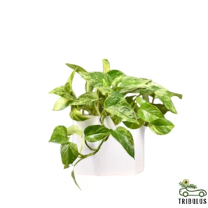 Money Plant - Epipremnum Aureum