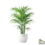 Parlor Palm - Chamaedorea Elegans