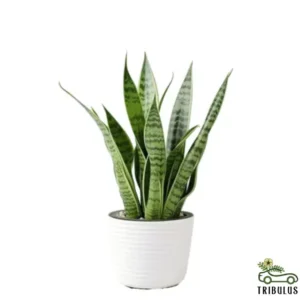 Snake Plant - Sansevieria