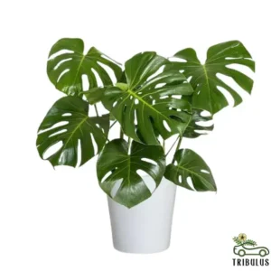 Monstera Pertusum - Swiss Cheese