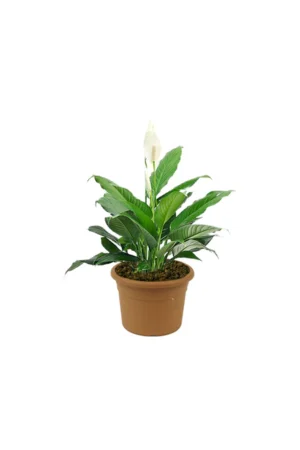 Peace Lily - Spathiphyllum - Image 3