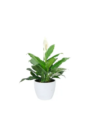 Peace Lily - Spathiphyllum - Image 2