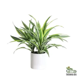 Dracaena-lemon-lime