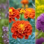 Insect Repellent Plants