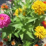 Seasonal Plants