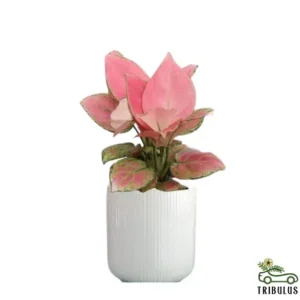 Aglaonema pink