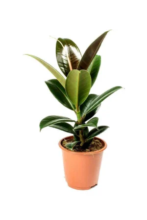 Rubber Fig - Image 3