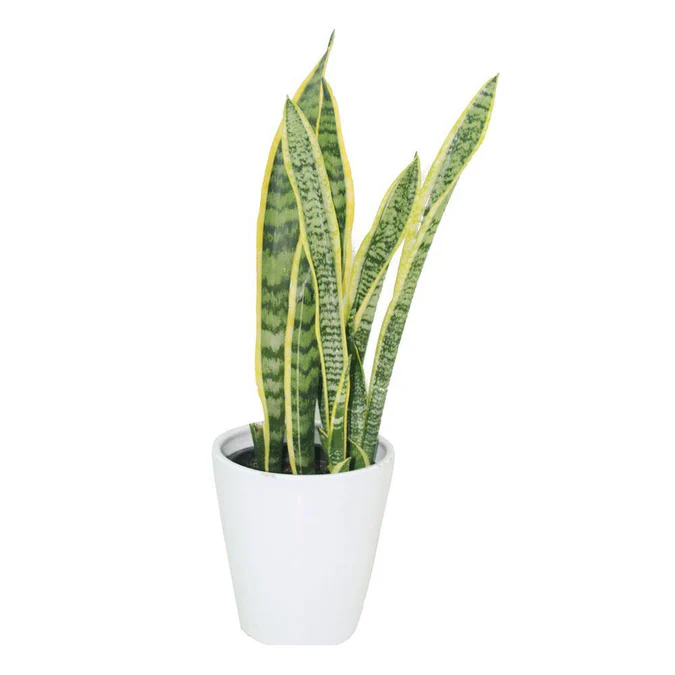 Snake Plant - Sansevieria