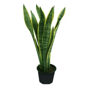 Snake Plant - Sansevieria - Image 3