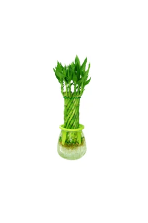 Lucky bamboo - Image 4