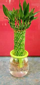 Lucky bamboo