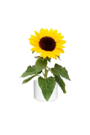 Sunflower - Helianthus - Image 3
