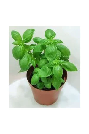 Sweet Basil - Ocimum Basilicum - Image 3