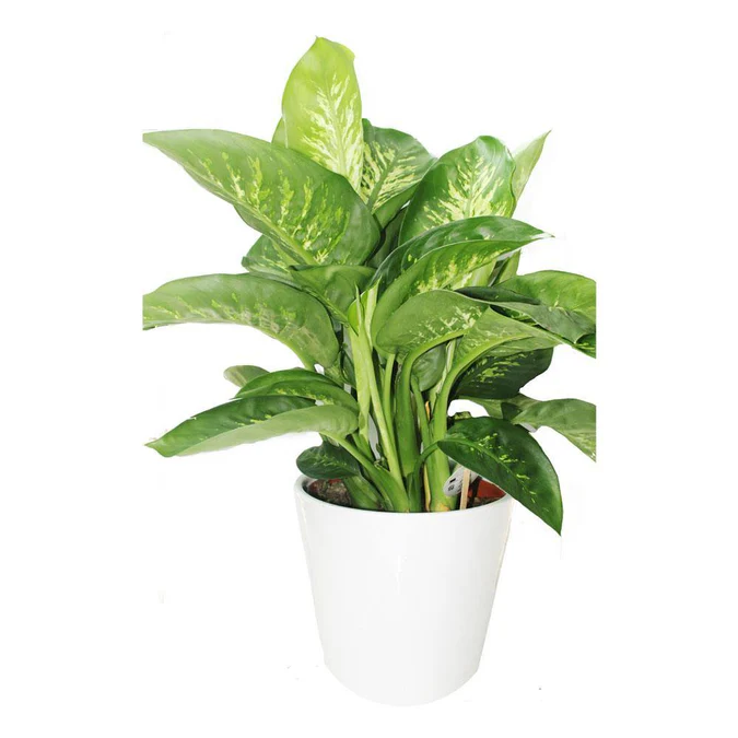Tropic Snow - Dieffenbachia Seguine