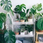 Indoor Plants