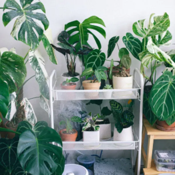Indoor