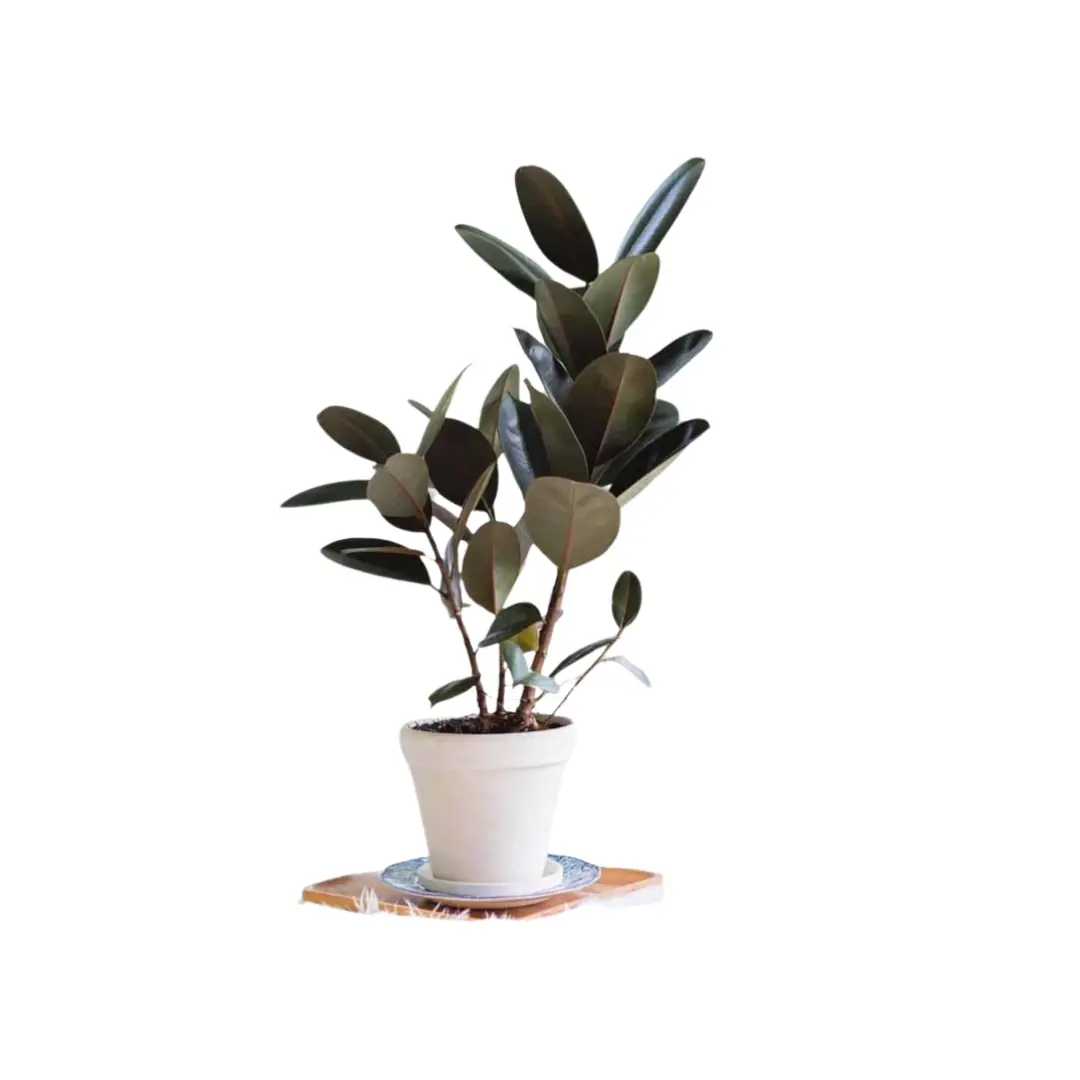 Rubber Fig