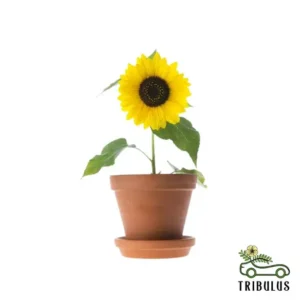 Sunflower - Helianthus