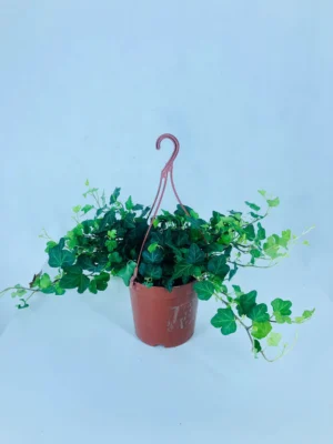 English Ivy - Image 4