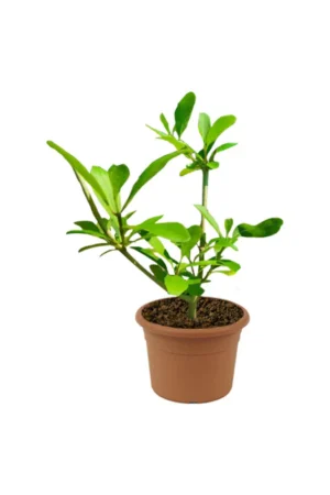 Wild Jasmine ( Clerodendrum Inerme ) - Image 2