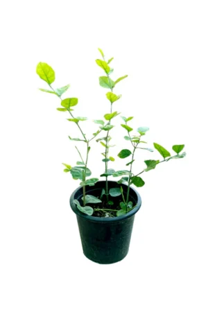 Arabian Jasmine - Image 4