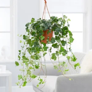 English Ivy - Image 3